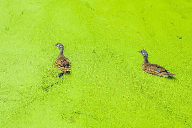 istock mallard duck feeding on duck weed in a green overgrown pond 864577322
