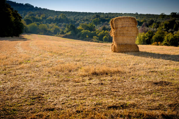 bale of hay in a wheat field