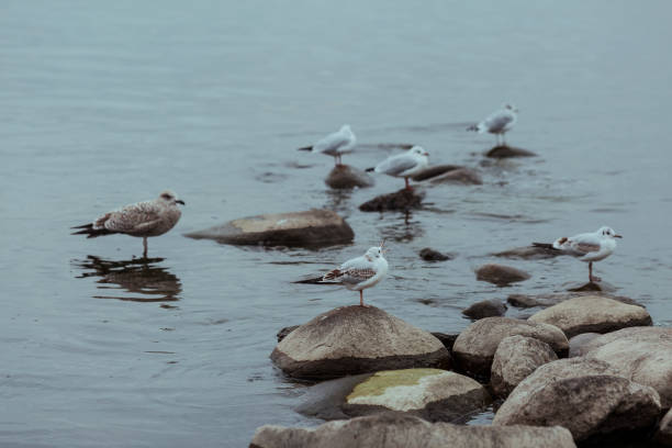 Seagulls flying over the alster lake Hamburg
