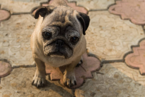 istock Pug dog sitting on the sidewalk 864581726
