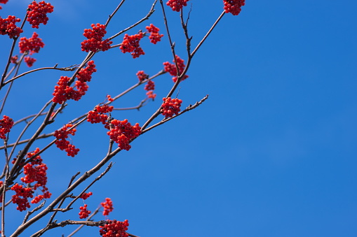 Branches of mountain ash with red berries on the left, on a background of blue sky, with space for text.
