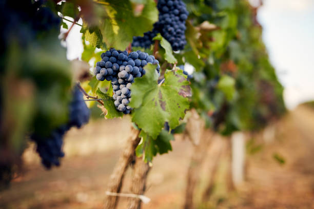 istock Branch of red wine grapes 864582232