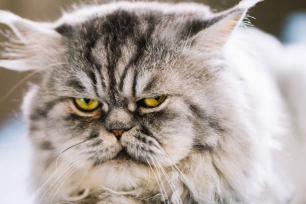 istock Cute Persian cat or Chinchilla cat lying. 864582766