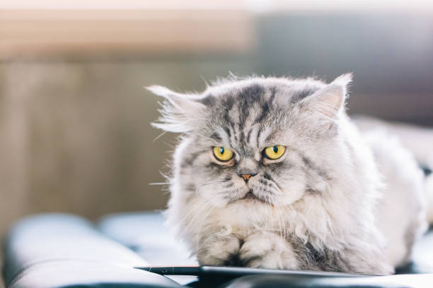 istock Cute Persian cat or Chinchilla cat lying. 864582772