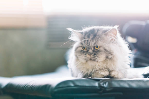 istock Cute Persian cat or Chinchilla cat lying. 864582782