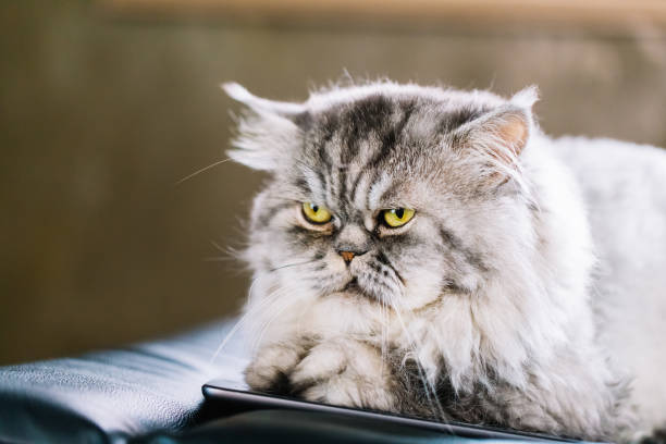 istock Cute Persian cat or Chinchilla cat lying. 864582786