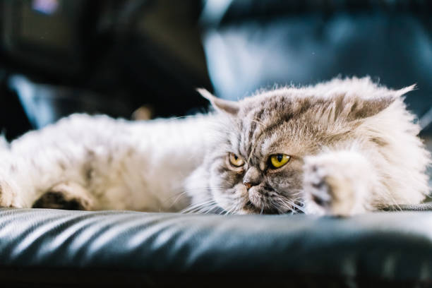 istock Cute Persian cat or Chinchilla cat lying. 864582794