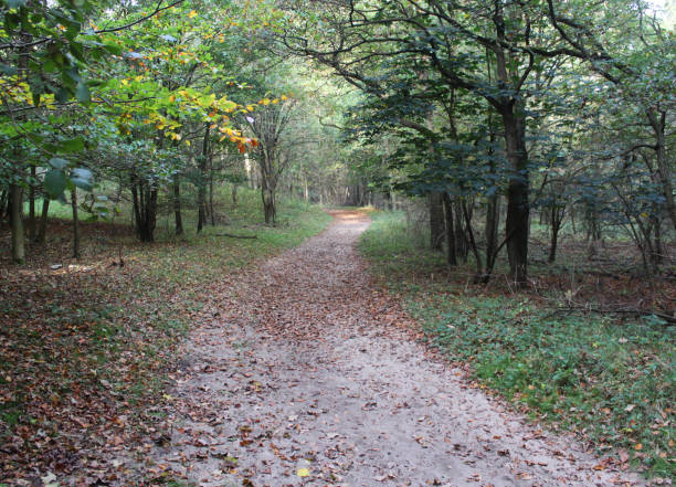 istock forest in autumn kennemerland zuid 864583064