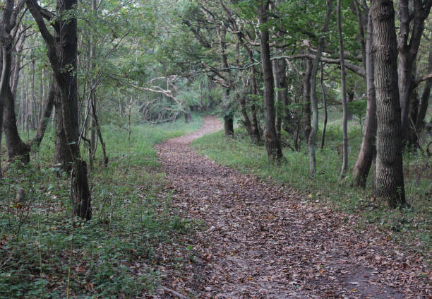 istock forest in autumn kennemerland zuid 864583138