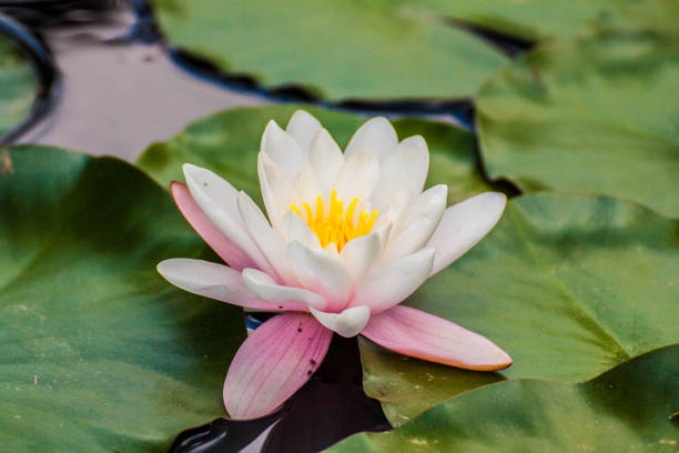 istock White Lotus flower in a pond 864583166