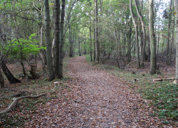 istock forest in autumn kennemerland zuid 864583228