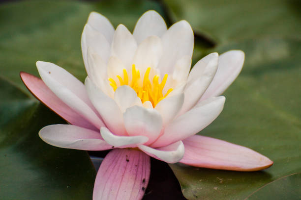istock White Lotus flower in a pond 864583782
