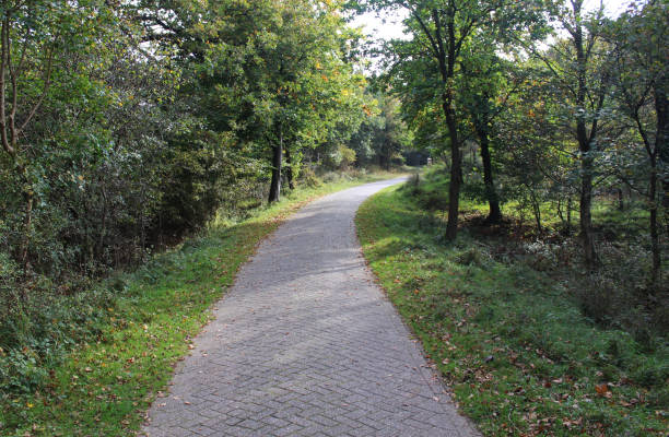 istock forest in autumn kennemerland zuid 864584010
