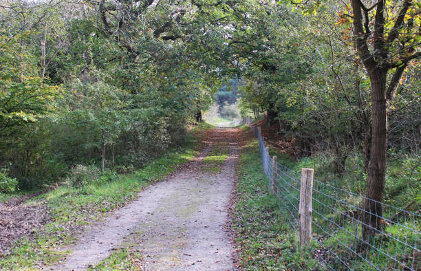 istock forest in autumn kennemerland zuid 864584018