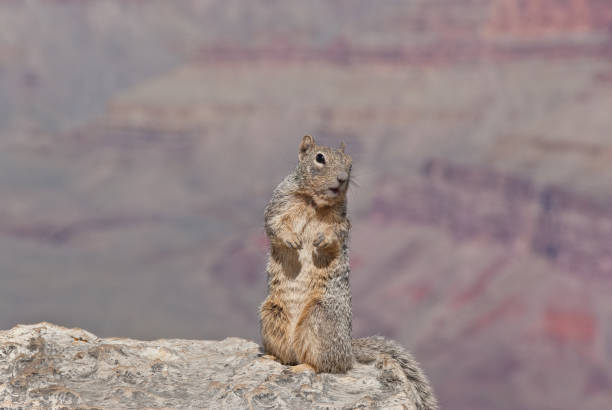 istock Rock Squirrel at Yavapai Point 864584970