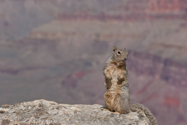 istock Rock Squirrel at Yavapai Point 864585194