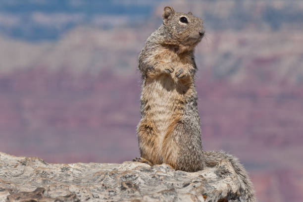 istock Rock Squirrel at Yavapai Point 864585326