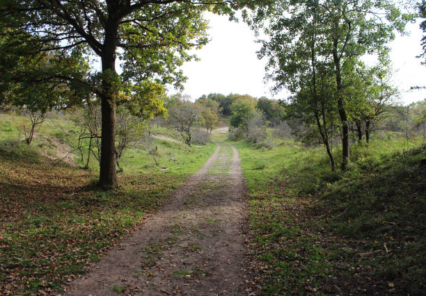 istock forest in autumn kennemerland zuid 864585438