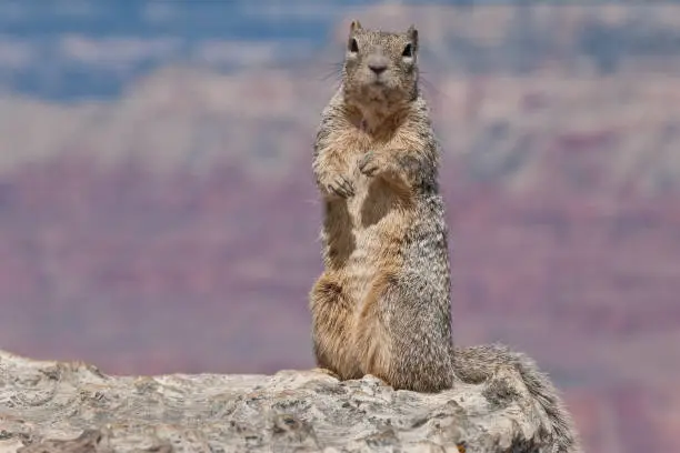 Photo of Rock Squirrel at Yavapai Point