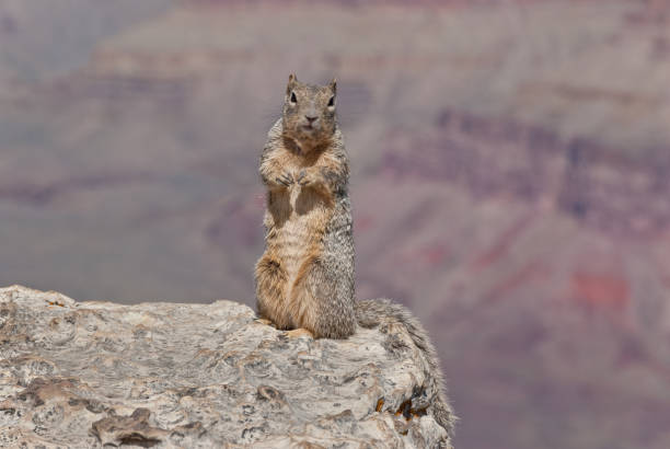 Rock Squirrel at Yavapai Point