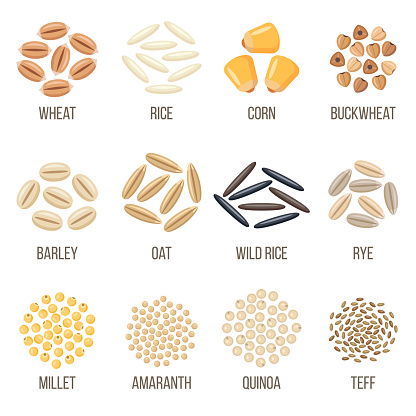 Vector set of cereal grains named. Flat style.