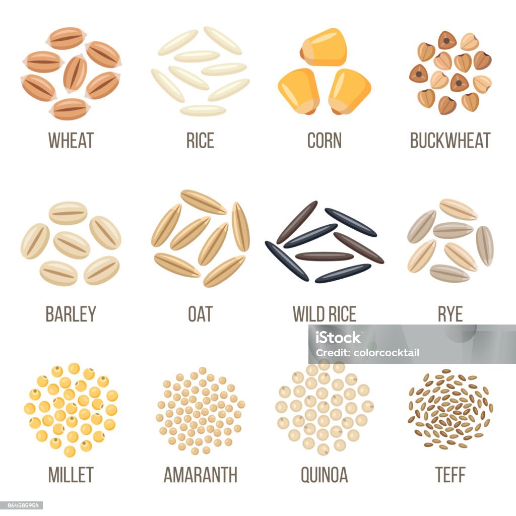 Grains Vector set of cereal grains named. Flat style. Cereal Plant stock vector