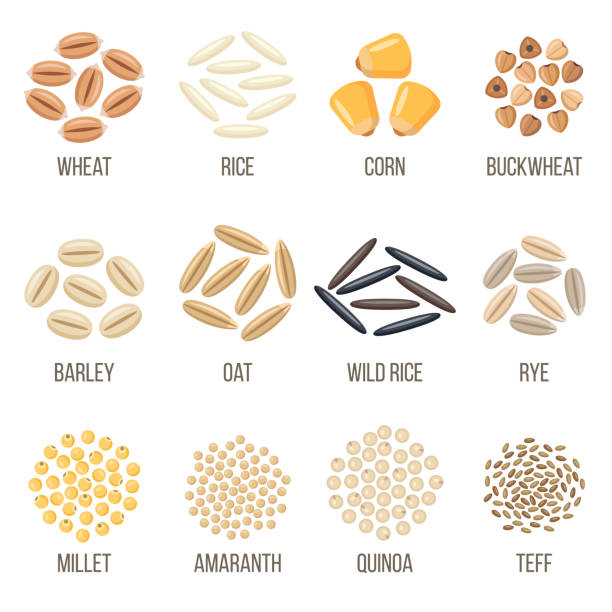 Grains Vector set of cereal grains named. Flat style. buckwheat stock illustrations