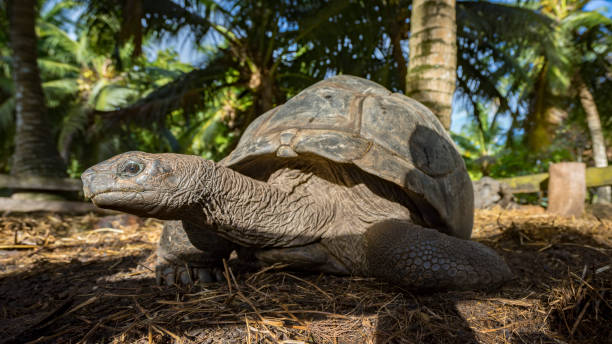 istock Portrait of a giant tortoise 38 864586074
