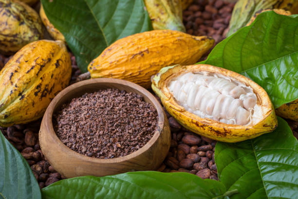 istock Ripe cocoa pod and nibs, cocoa beans setup background 864586250
