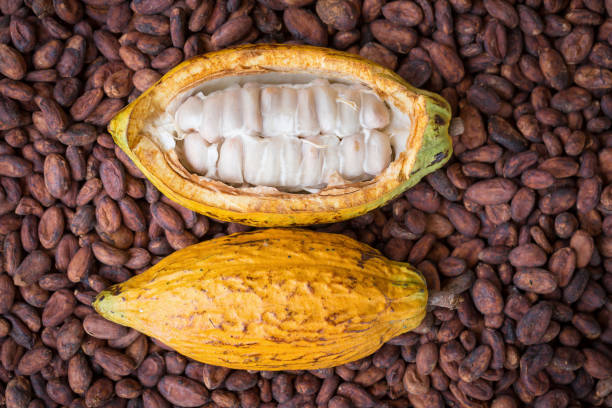 istock Ripe cocoa pod and beans setup on rustic wooden background 864586260