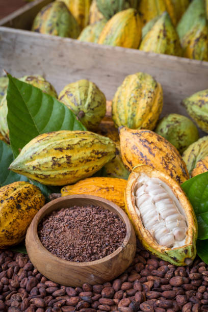 istock Ripe cocoa pod and nibs, cocoa beans setup background 864586386