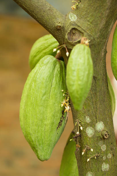 istock Cacao fruit, raw cacao beans, Cocoa pod on tree 864586682