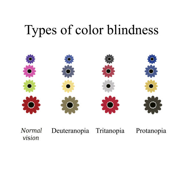 Types of color blindness. Eye color perception. Vector illustration on isolated background Types of color blindness. Eye color perception. Vector illustration on isolated background. colorblind stock illustrations