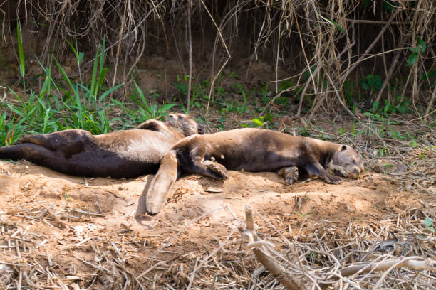 istock Giant otter from Pantanal, Brazil 864587214