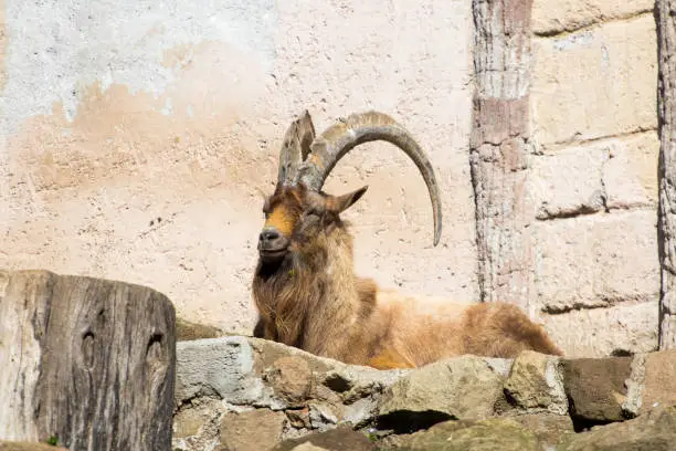 Montecristo goat sitting on a rock to sunbathe. Endangered goatskin, endemic species