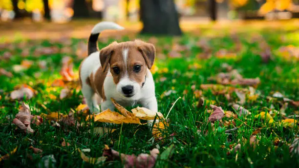 Ð¡ute little brown-white puppy on a walk in the park in golden autumn. conception:great friendship human with dog.