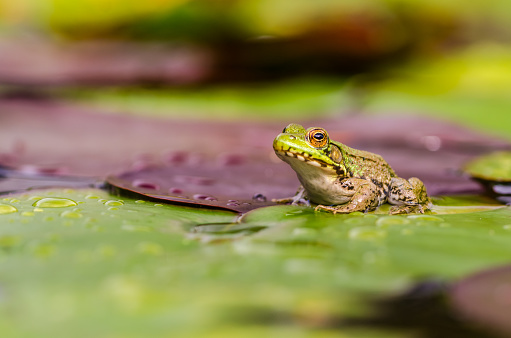 Lily pad resembling a popular video game character