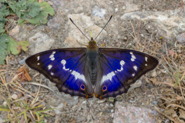 istock Purple emperor butterfly 864593124