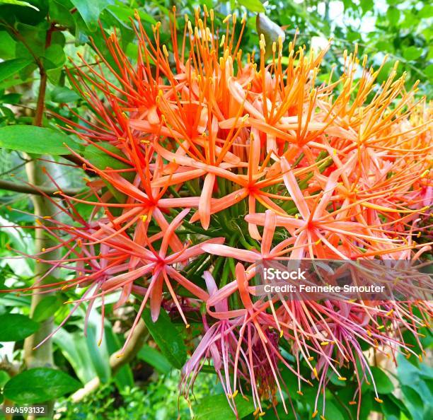 Scadoxus Multiflorus Katherinae Flowers Stock Photo - Download Image Now - Blossom, Botanical Garden, Botany