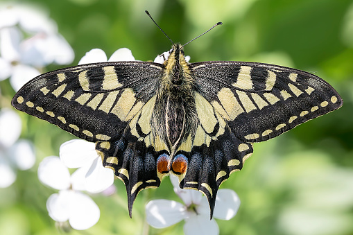 Swallowtail butterfly UK