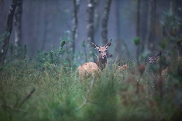 istock Red deer doe (cervus elaphus) in high grass in misty forest. 864594142