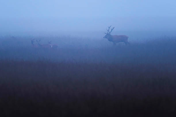 istock Red deer stag (cervus elaphus) with hinds in misty meadow with high grass. 864594146