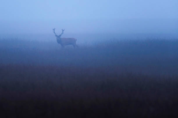 istock Red deer stag (cervus elaphus) in misty meadow with high grass. 864594172