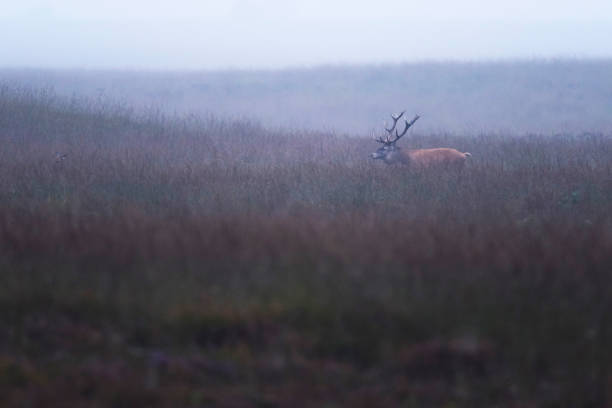 istock Red deer stag (cervus elaphus) in high grass in mist. 864594176