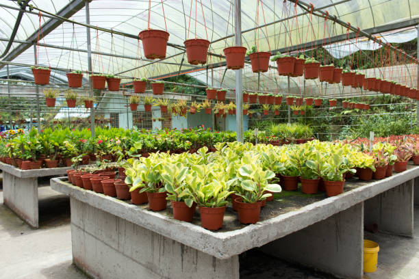 istock Tropical plant nursery 864595136