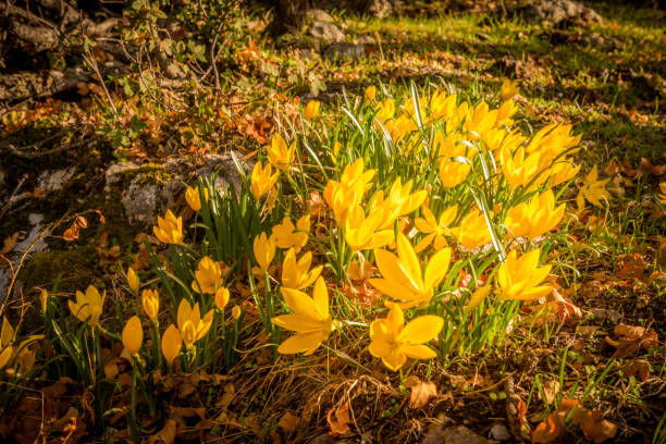 yellow autumn crocus yellow autumn crocus meadow saffron stock pictures, royalty-free photos & images