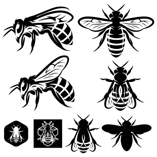 set of vector monochrome templates with bees of different kinds. - ilustração de arte vetorial