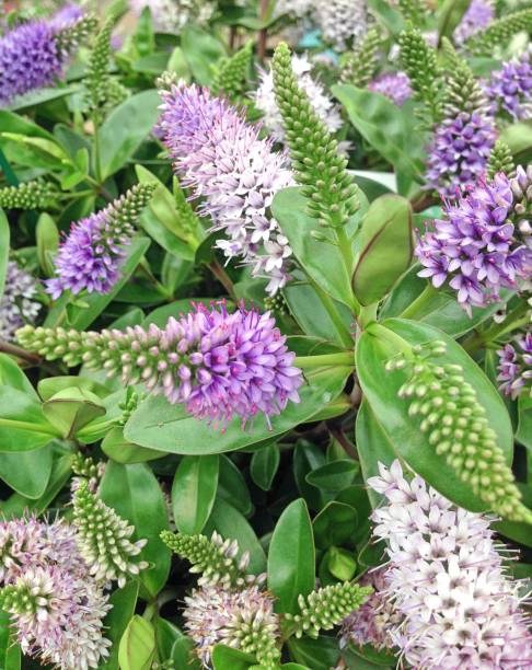 Lovely lilac Hebe Addenda flowers commonly known as Shrubby Veronica's surrounded by green leaves