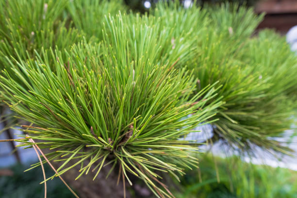 pinus kesiya, pin khasi, benguet pin ou trois aiguilles de pin - kesiya photos et images de collection