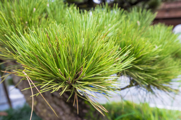 pinus kesiya, khasi pine, benguet pine or three-needled pine - kesiya imagens e fotografias de stock